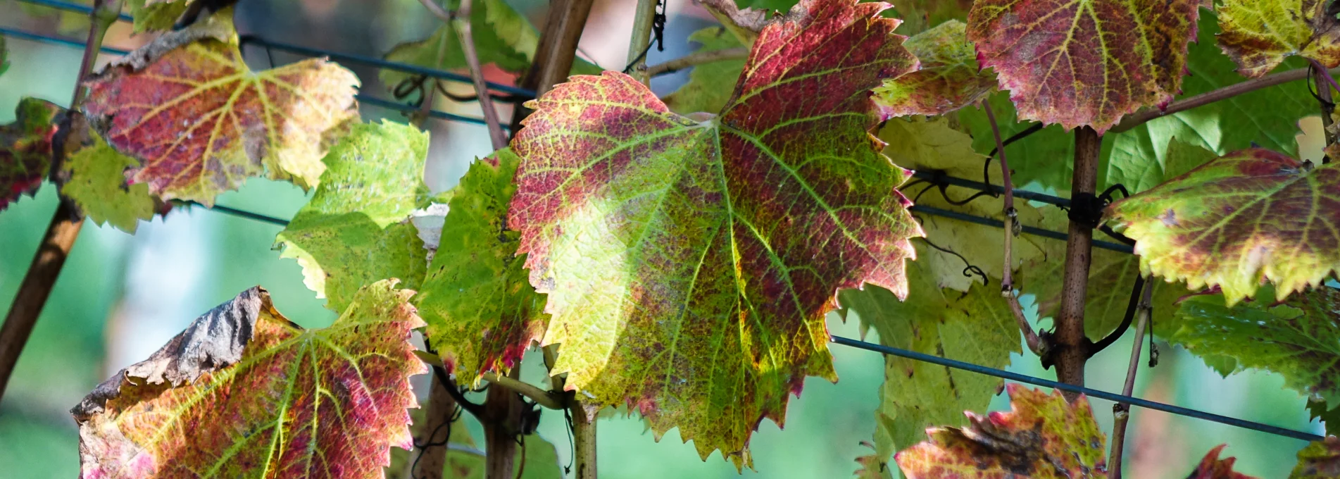 Be Ge Weinlaub