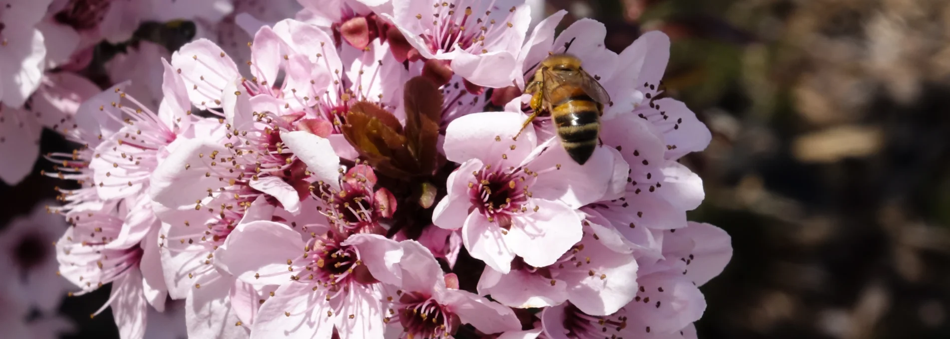 Be Ge Blueten gespiegelt