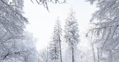 Screenshot 2025 12 10 143238